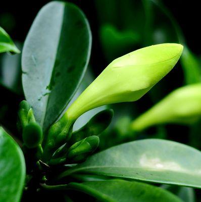 探秘非洲茉莉开花之美（了解非洲茉莉的生长习性与开花过程）