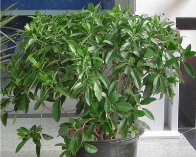 非洲茉莉抗冻解析（探索非洲茉莉如何在严寒环境下生存）
