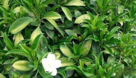 非洲茉莉抗冻解析（探索非洲茉莉如何在严寒环境下生存）