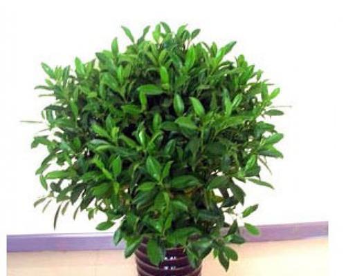 非洲茉莉——理想的卧室花卉（放心享受芳香）