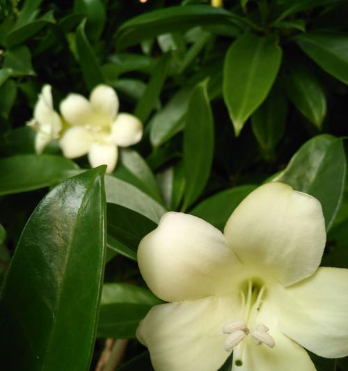 非洲茉莉——理想的卧室花卉（放心享受芳香）