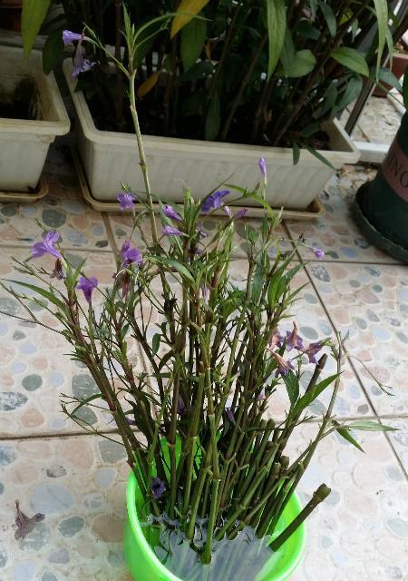 非洲茉莉的扦插方法与技巧（了解非洲茉莉的生长习性）