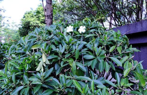非洲茉莉的扦插方法与技巧（了解非洲茉莉的生长习性）