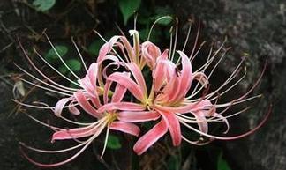 绝望之花（倾诉孤寂）