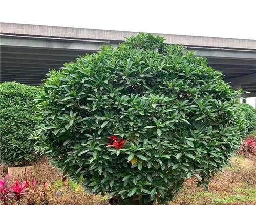 非洲茉莉的耐寒能力与养护技巧