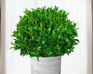 非洲茉莉怕冻吗（一步步教你如何让非洲茉莉在室外过冬）