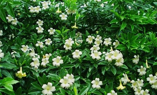非洲茉莉怕冻吗（一步步教你如何让非洲茉莉在室外过冬）