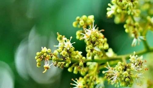 宽容之花（花开宽容）