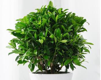 如何正确更换非洲茉莉盆栽（换盆时间）