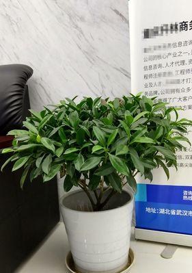 如何正确更换非洲茉莉盆栽（换盆时间）