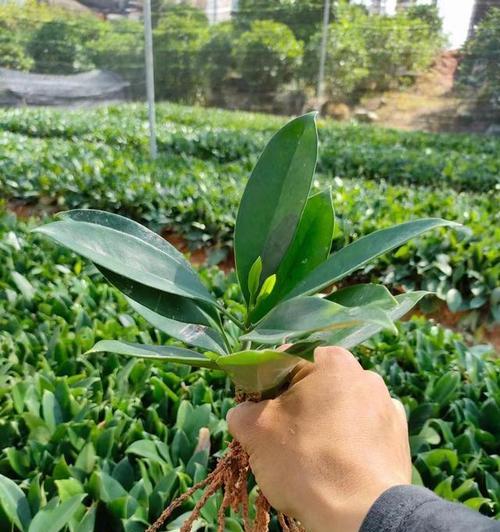 如何正确更换非洲茉莉盆栽（换盆时间）