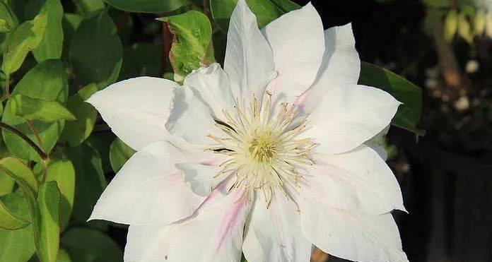 以百合花的花语为主题的《宽恕的力量》（用宽恕点亮心灵的一盏灯）