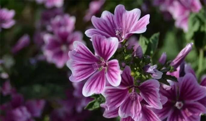以百合花的花语为主题的《宽恕的力量》（用宽恕点亮心灵的一盏灯）