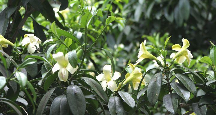 非洲茉莉剪枝全攻略（什么时候剪枝最合适）