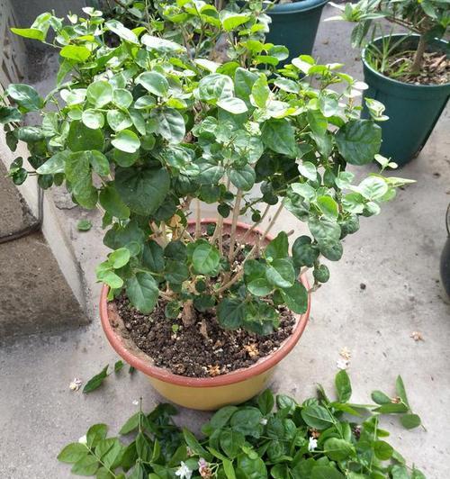 非洲茉莉剪枝全攻略（什么时候剪枝最合适）