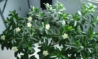 非洲茉莉开花季节（探秘非洲茉莉盛开时期与花语）