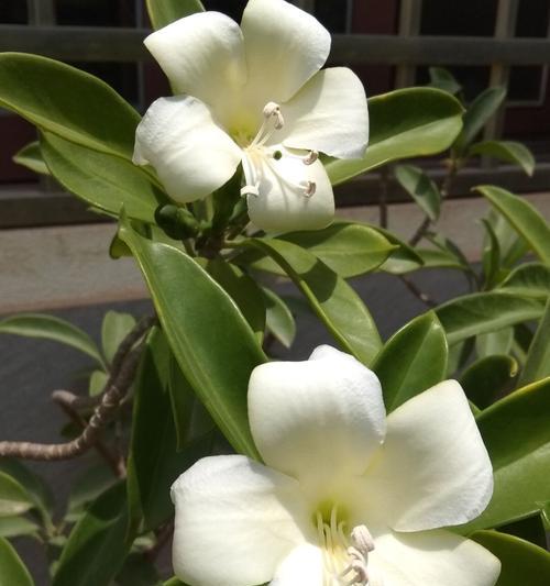 非洲茉莉开花季节（探秘非洲茉莉盛开时期与花语）