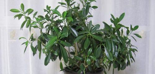 非洲茉莉开花季节（探秘非洲茉莉盛开时期与花语）