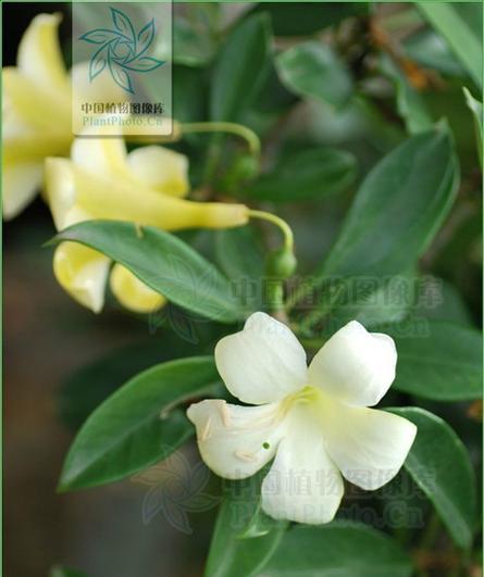 非洲茉莉为什么不开花（探究其成长环境）