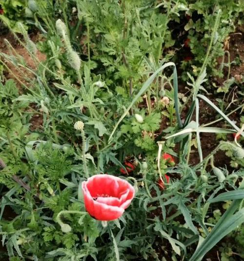 离别之花（以菊花为例）