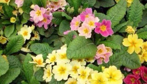 离别之花（以菊花为例）