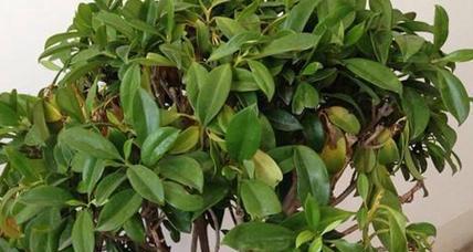 非洲茉莉叶子发蔫的原因及补救方法（掌握关键因素）