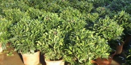 非洲茉莉繁殖方法与注意事项（了解如何繁殖非洲茉莉）