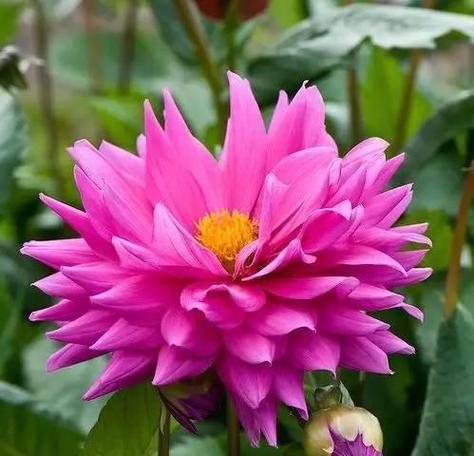 以蓝色风信子花语为主题的文章（理解与共鸣）