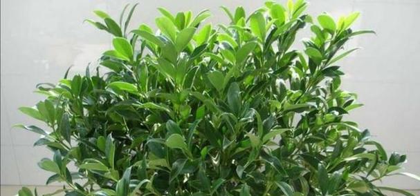 非洲茉莉繁殖方法与注意事项（了解如何繁殖非洲茉莉）