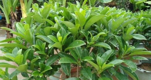 非洲茉莉繁殖方法与注意事项（了解如何繁殖非洲茉莉）