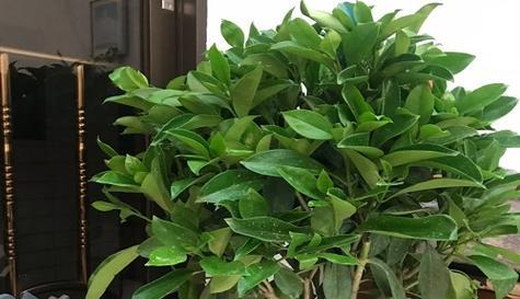 如何分盆容易成活的非洲茉莉养护技巧（分盆）