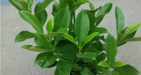 如何分盆容易成活的非洲茉莉养护技巧（分盆）