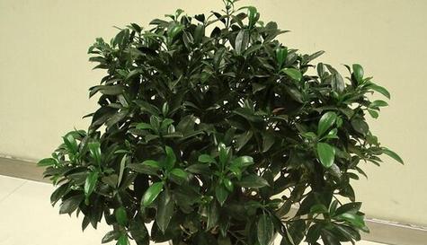 非洲茉莉浇水方法大揭秘（一次浇多少水合适）