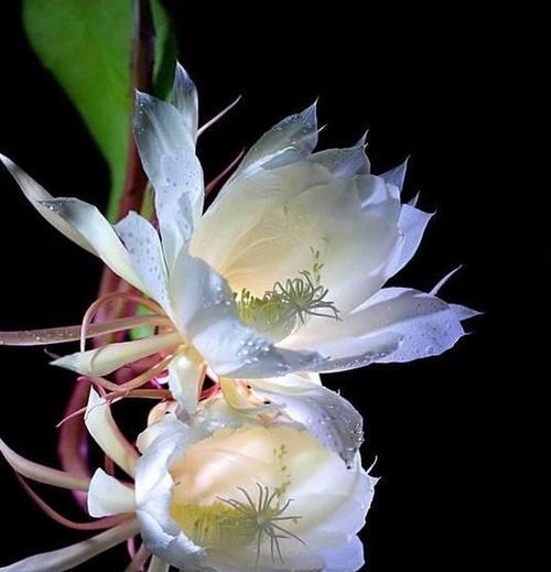 轮回之花（以什么花的花语是轮回的代表）