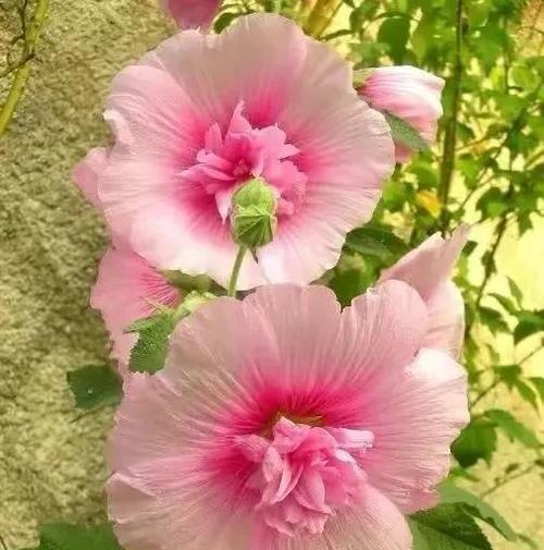 轮回之花（以什么花的花语是轮回的代表）
