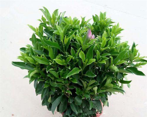 非洲茉莉开花养护大全（让你的非洲茉莉开出绚烂的花朵）