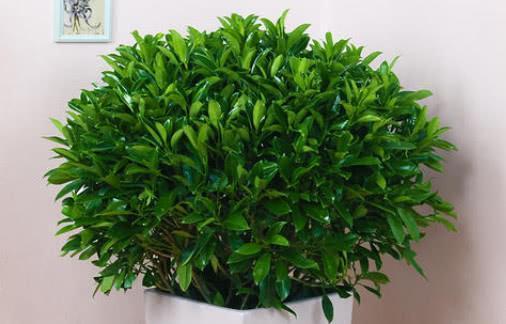 非洲茉莉开花养护大全（让你的非洲茉莉开出绚烂的花朵）