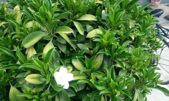 非洲茉莉的养护技巧（让你的非洲茉莉健康茂盛）