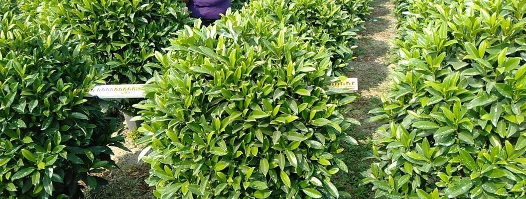 非洲茉莉养殖全攻略（打造旺盛的非洲茉莉）