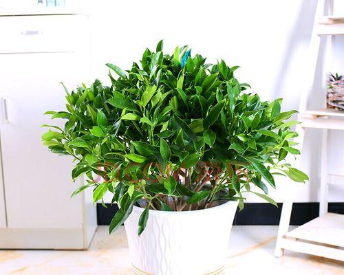 非洲茉莉养殖全攻略（打造旺盛的非洲茉莉）