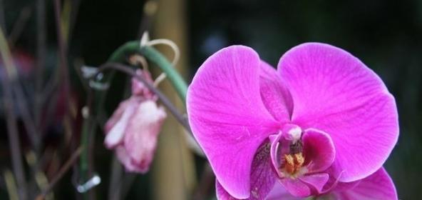 美丽之花——康乃馨的花语（康乃馨传递的美丽和祝福）