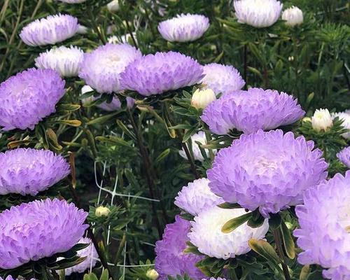 默默守护的爱——白玫瑰花语（情深意重）