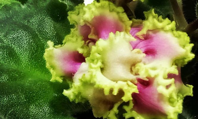 非洲紫罗兰花的花谢及处理方法（保持鲜花美丽的小窍门）