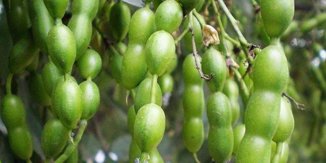 菲岛福木果实的食用价值（探究福木果实的食用方式和营养成分）