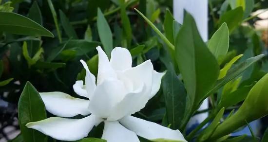 相伴一生的花语——以百合花为主题的表达（百合花的花语与情感寓意）