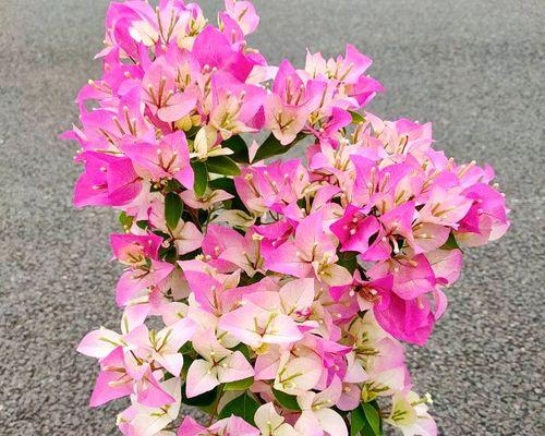 探秘菲菲娜三角梅（菲菲娜三角梅的特点、养护、繁殖及适应环境）