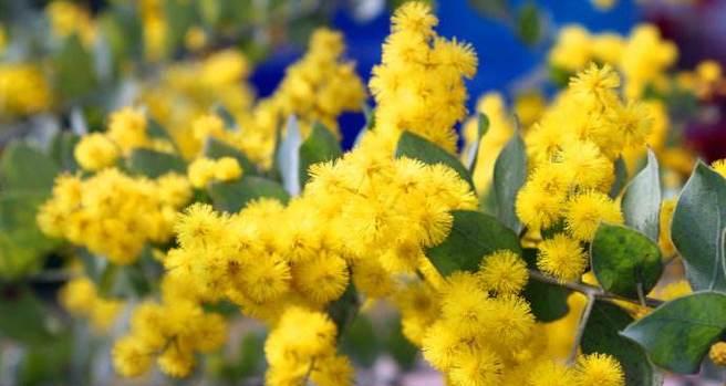 探寻菲律宾国花——桂花（桂花的历史渊源）