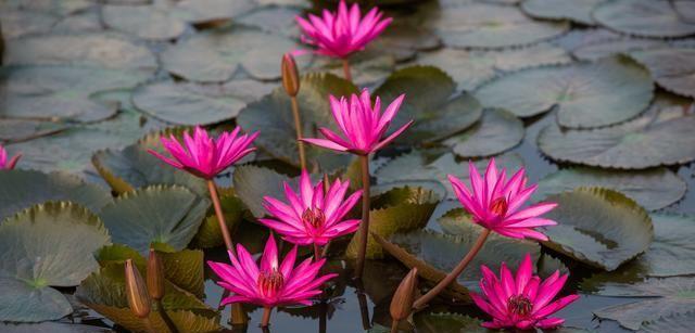 探寻菲律宾国花——桂花（桂花的历史渊源）