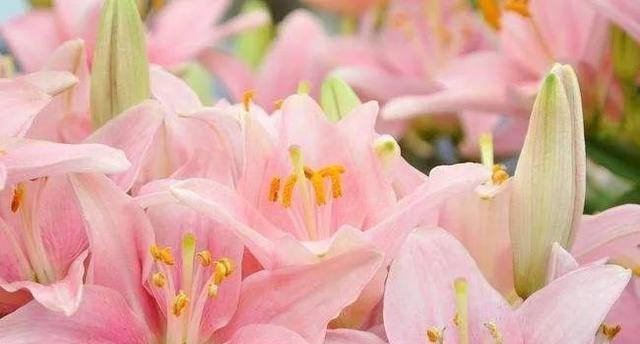 以百合花为主题的花语——祝福平安（花开花落）
