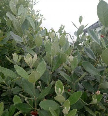 菲油果丰产几年——农业发展的新思路（多样化种植助力农村经济发展）
